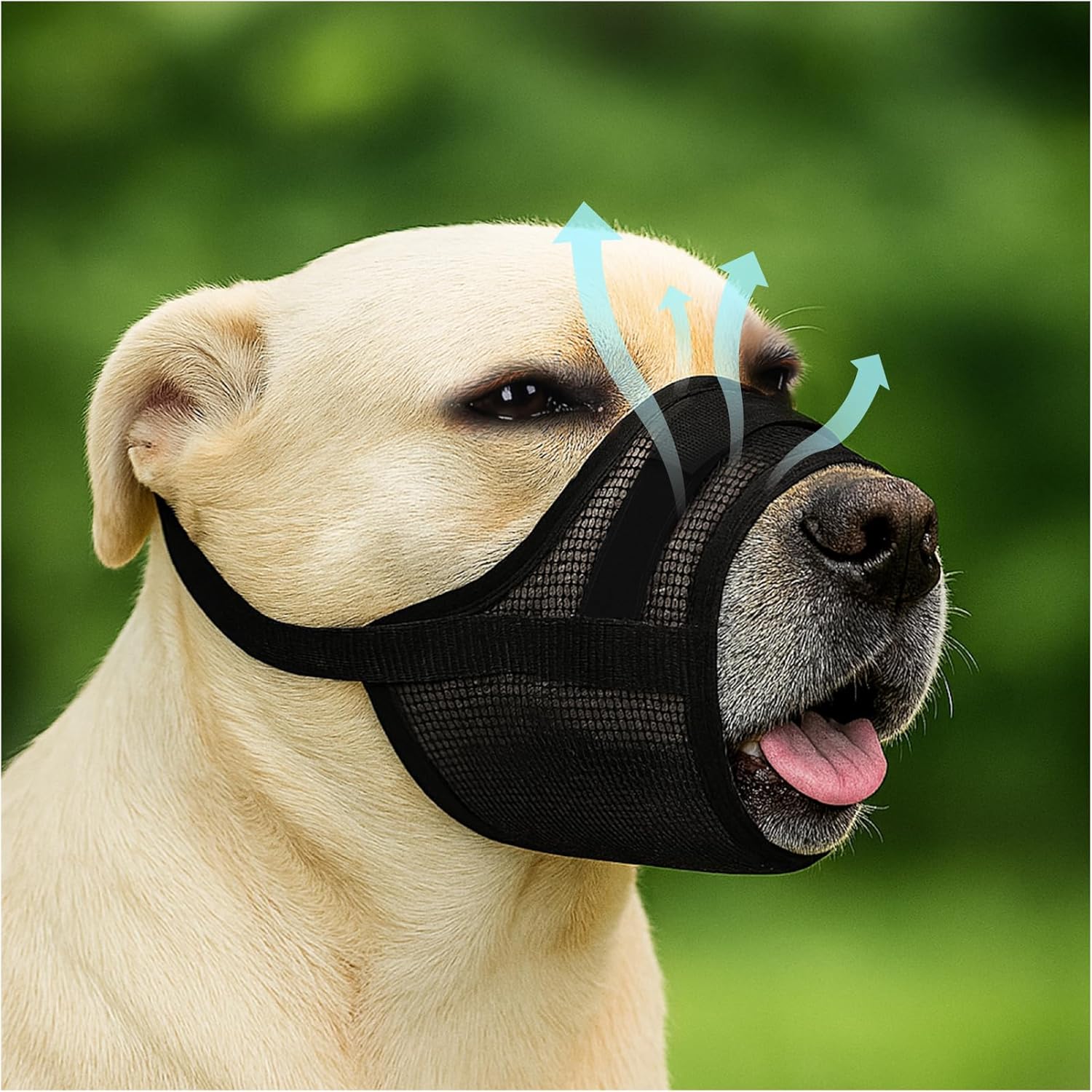 Read more about the article Dog Muzzle for Small Dogs